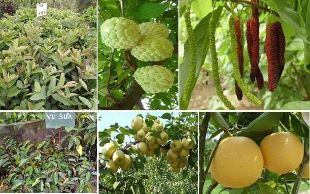 Vườn ươm cây giống Hoàng Chiến